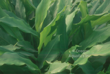 Elletaria Cardamomum - 'Smell-me Plant' (Bare Root) - Minimum Qty. 5 Per Variety
