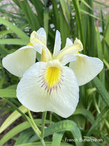 Iris 'Pseudata' (Bare Root) 18 Varieties - Minimum Qty. 5 Per Variety