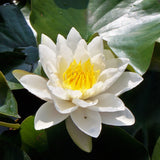 Chubby - White Hardy Lily (Bare Root) - Minimum Qty. 3 Per Variety