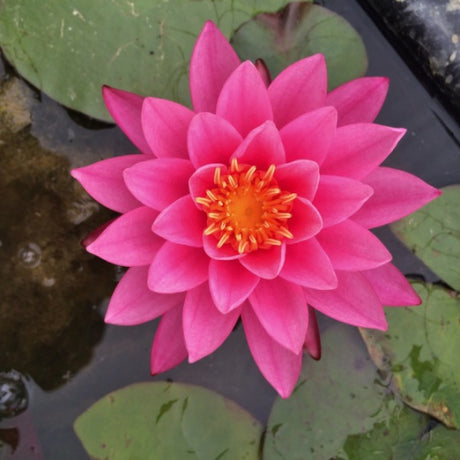 Bernice Ikins - Pink Hardy Lily (Bare Root) - Minimum Qty. 3 Per Variety