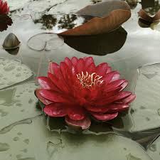 Manee Red - Red Hardy Lily (Bare Root) - Minimum Qty. 3 Per Variety