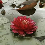 Manee Red - Red Hardy Lily (Bare Root) - Minimum Qty. 3 Per Variety