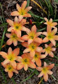 Zephyranthes Prairie Sunset (Bare Root) - Minimum Qty. 6 Per Variety