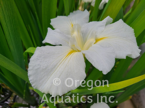 Iris Louisiana 'Cajun White Lightning' (Bare Root) - Minimum Qty. 6 Per Variety