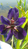 Iris Louisiana 'Black Gamecock' Dark Purple (Bare Root) - Minimum Qty. 6 Per Variety