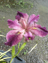Iris Louisiana 'Cherry Bounce' (Bare Root) - Minimum Qty. 5 Per Variety