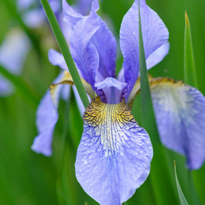 Iris Sibirica 'Perry's Blue' (Bare Root)