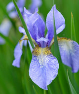 Iris Sibirica 'Perry's Blue' (Bare Root) - Minimum Qty. 5 Per Variety
