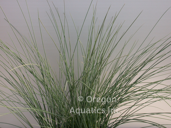 Juncus Inflexus ‘Lovesick Blues’ (Bare Root) - Minimum Qty. 6 Per Variety