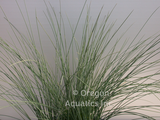 Juncus Inflexus ‘Lovesick Blues’ (Bare Root) - Minimum Qty. 6 Per Variety