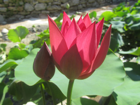'Sparks' Lotus - Red to Pink Blooms (Bare Root Tuber) - Min Qty. 2 Per Variety