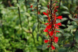 Lobelia Cardinalis 'Red Cardinal Flower' (Bare Root) - Minimum Qty. 5 Per Variety