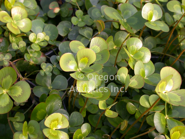Marsilea Mutica 'Variegated Water Clover' (Bare Root) - Minimum Qty. 5 Per Variety