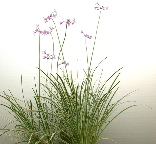 Tulbaghia Violacea Variegata 'Variegated Society Garlic' (Bare Root) - Minimum Qty. 6 Per Variety