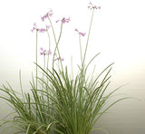 Tulbaghia Violacea Variegata 'Variegated Society Garlic' (Bare Root) - Minimum Qty. 6 Per Variety