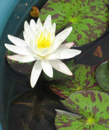 Moon Dance - White Hardy Lily (Bare Root) - Minimum Qty. 3 Per Variety