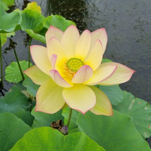 'Sunrise Brocade' (Danban Jin Xia) Lotus (Bare Root Tuber)