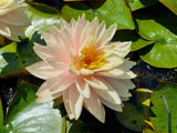 Awesome - Champagne/Peach Hybrid Hardy Lily (Bare Root) - Minimum Qty. 2 Per Variety