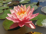 Perry's Orange Sunset - Yellow/Peach/Orange Hybrid Hardy Lily (Bare Root) - Minimum Qty. 2 Per Variety