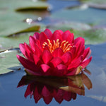 Manee Red - Red Hardy Lily (Bare Root) - Minimum Qty. 3 Per Variety
