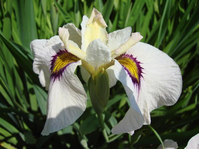 Iris 'Pseudata' (Bare Root) 18 Varieties - Minimum Qty. 5 Per Variety