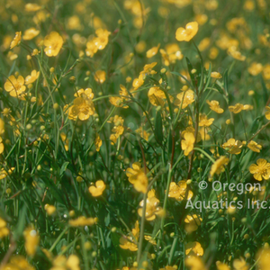 Ranunculus flammula (Miniature Spearwort)(Bare Root)
