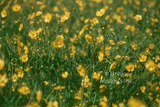 Ranunculus flammula (Miniature Spearwort)(Bare Root) - Minimum Qty. 6 Per Variety
