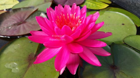 'Razzberry' Red Hardy Waterlily (Bare Root) - Minimum Qty. 3 Per Variety
