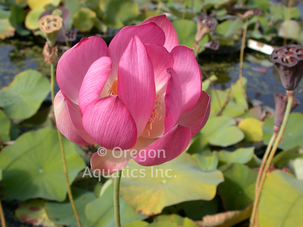 'Red Silk' (Hong Chou) Lotus  (Bare Root Tuber) - Min Qty. 2 Per Variety