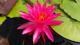 Miss Siam - Pink Hardy Lily (Bare Root) - Minimum Qty. 3 Per Variety