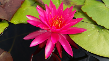 Miss Siam - Pink Hardy Lily (Bare Root) - Minimum Qty. 3 Per Variety