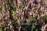 Rotala Indica 'Pink Sprite' (Bare Root) - Minimum Order Qty. 6