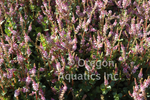 Rotala Indica 'Pink Sprite' (Bare Root) - Minimum Order Qty. 6