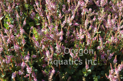Rotala Indica 'Pink Sprite' (Bare Root) - Minimum Order Qty. 6