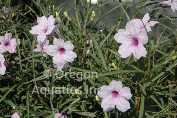 Ruellia Brittoniana Chi Chi 'Pink Bells' (Bare Root) - Minimum Qty. 6 Per Variety