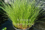 Scirpus Cernuus 'Fiber Optics Rush' (Bare Root) - Minimum Qty. 5 Per Variety