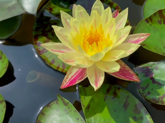 Paranee - Yellow/Pink Hybrid Hardy Lily (Bare Root) - Minimum Qty. 2 Per Variety