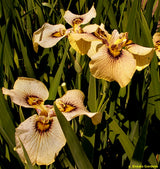Iris 'Pseudata' (Bare Root) 18 Varieties - Minimum Qty. 5 Per Variety
