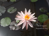 Starbright - Pinkish White Hardy Lily (Bare Root) - Minimum Qty. 3 Per Variety (NEW)