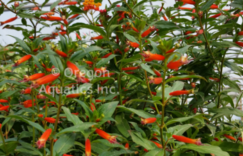 Cuphea Ignea 'Firecracker/Cigar Plant'  (Bare Root) - Minimum Qty. 6 Per Variety