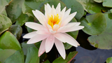 Starbright - Pinkish White Hardy Lily (Bare Root) - Minimum Qty. 3 Per Variety (NEW)