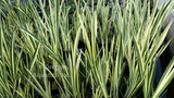 Acorus Calamus 'Variegata' - Variegated Sweet Flag (Bare Root) - Minimum Qty. 5 Per Variety