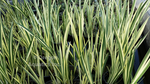 Acorus Calamus 'Variegata' - Variegated Sweet Flag (Bare Root) - Minimum Qty. 5 Per Variety