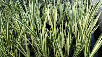 Acorus Calamus 'Variegata' - Variegated Sweet Flag (Bare Root) - Minimum Qty. 5 Per Variety