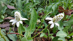 Anemopsis Californica - Yerba Mansa/Pine Cone Flower (Bare Root) - Minimum Qty. 5 Per Variety