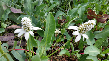 Anemopsis Californica - Yerba Mansa/Pine Cone Flower (Bare Root) - Minimum Qty. 5 Per Variety