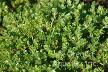 Bacopa Lenagera 'Variegated Bacopa' (Bare Root) - Minimum Qty. 5 Per Variety