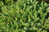 Bacopa Lenagera 'Variegated Bacopa' (Bare Root) - Minimum Qty. 5 Per Variety