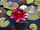 'Siam Garnet' - Red Hardy Lily (Bare Root) - Minimum Qty. 2 Per Variety