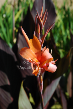 Canna 'Intrigue' (Bare Root) - Minimum Qty. 4 Per Variety